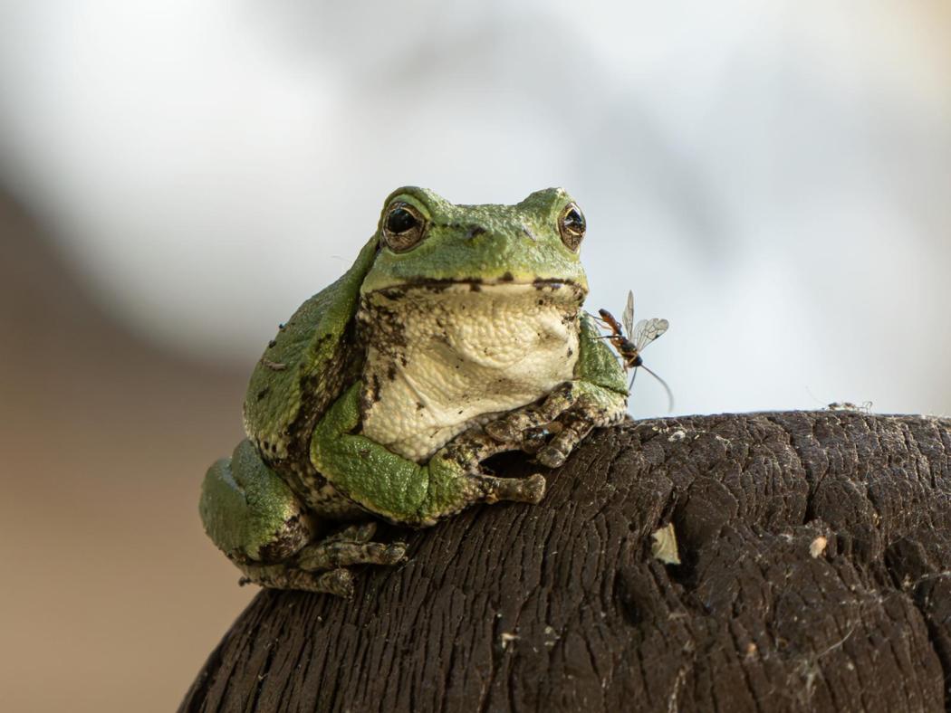 Events Crow Wing Power